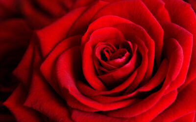 Un Sant Jordi especial i diferent!
